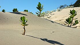 Titre de l'image (optionnel) Texte alternatif de l'image